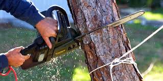 How Our Tree Care Process Works  in  Pembroke, GA