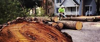 Best Lawn Dethatching  in Pembroke, GA