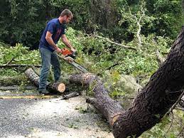 Best Lot and Land Clearing  in Pembroke, GA