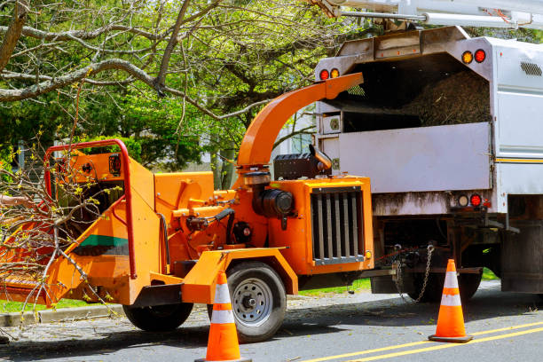 Best Leaf Removal  in Pembroke, GA