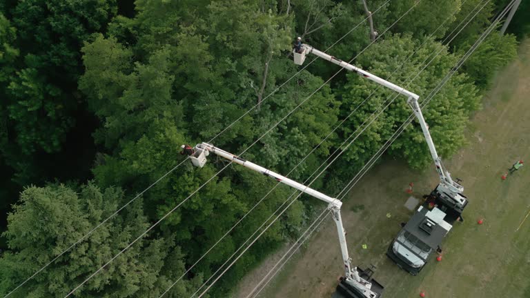 Best Utility Line Clearance  in Pembroke, GA