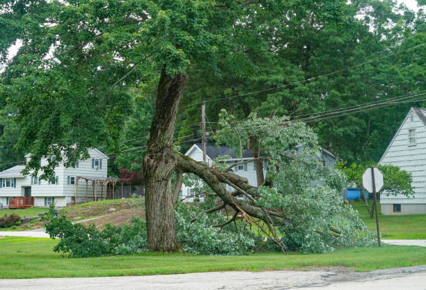 Best Emergency Tree Removal  in Pembroke, GA