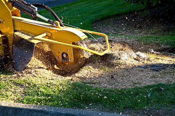  Pembroke, GA Tree Removal Pros