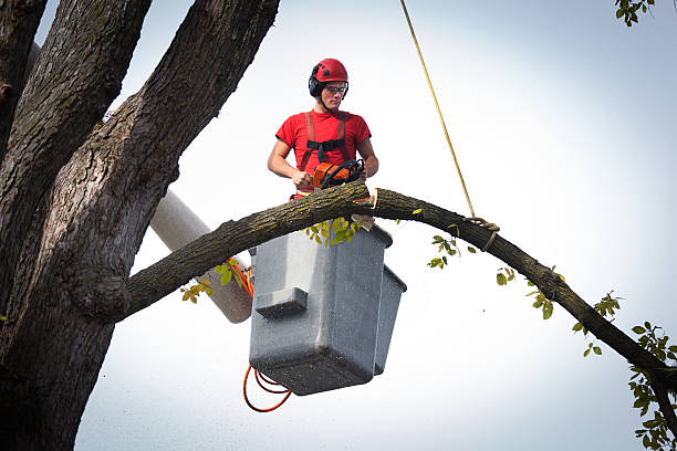 Best Storm Damage Tree Cleanup  in Pembroke, GA